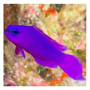 Pseudochromis Fridmani 4-6cm lot de 2